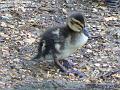 2007-0528duckling